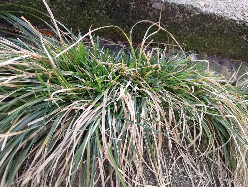 MARZO Le piante spontanee in ambito urbano: caratteristiche, impatto e gestione