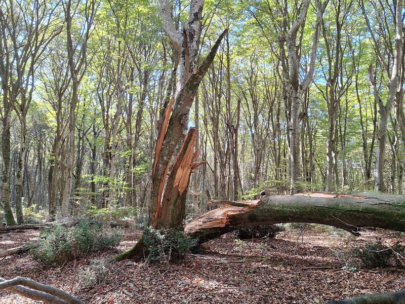 SVOLTO La perizia fitopatologica-strutturale di un albero urbano: occhi, strumenti, relazione tecnica.