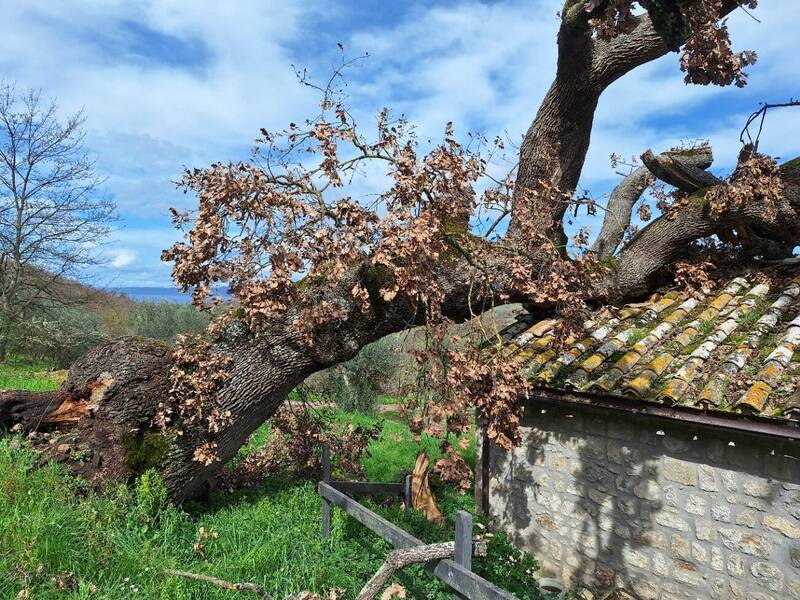 MARZO La perizia fitopatologica-strutturale di un albero urbano - edizione aggiornata ed ampliata
