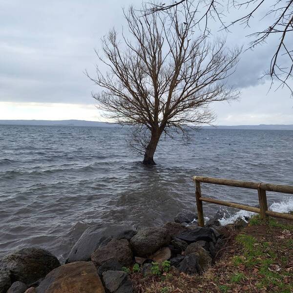 DICEMBRE Cambiamento climatico e gestione degli alberi urbani