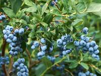 Immagine: blueberry_heidelbeere