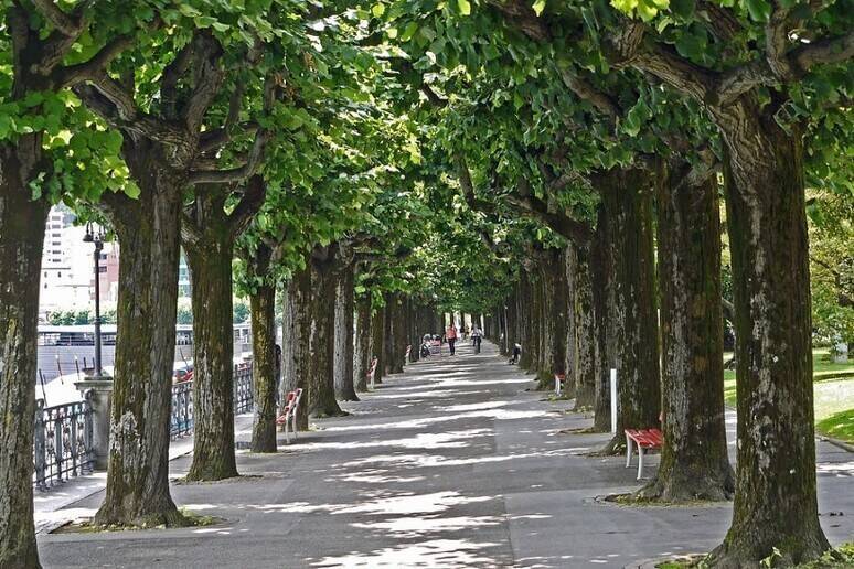 Tecniche di gestione degli alberi