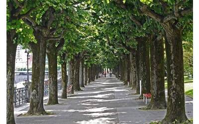 Immagine: Gestione alberi urbani