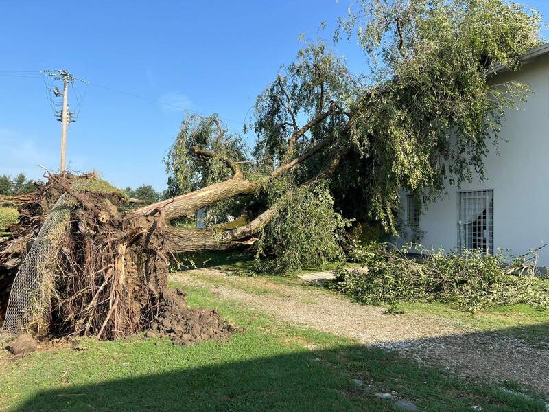 NOVEMBRE La perizia fitopatologica-strutturale di un albero urbano - edizione aggiornata ed ampliata