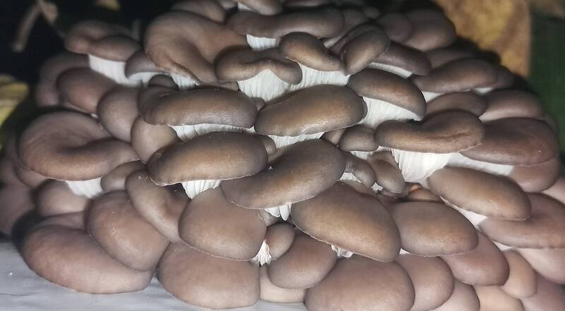 AGOSTO Fungicoltura - Coltivazione e Valorizzazione dei Funghi 