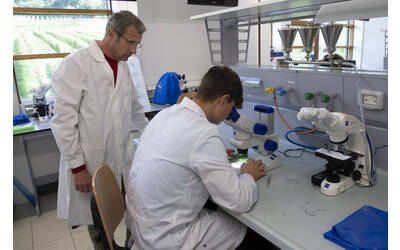 Immagine: Laboratori - Attività al microscopio