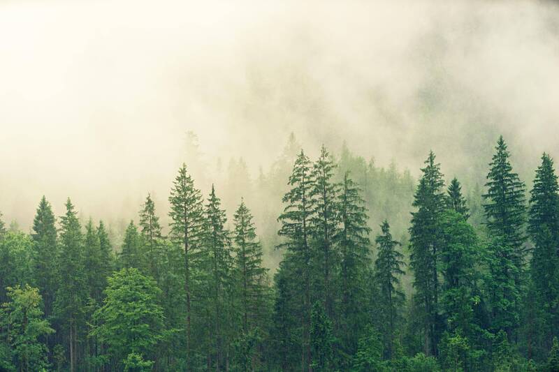 Accademia Ambiente Foreste e Fauna