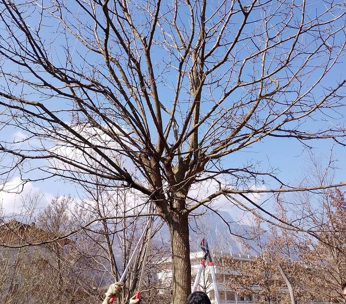 NOVEMBRE Corrette pratiche di potatura degli alberi ornamentali