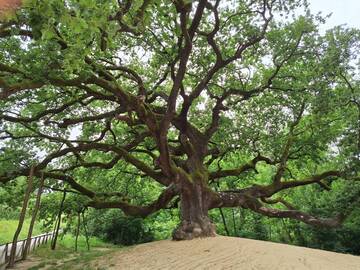 Immagine: Quercia delle Streghe Lucca