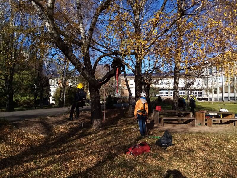 MAGGIO Aggiornamento quinquennale obbligatorio per lavoratori addetti ai sistemi di accesso e posizionamento mediante funi su alberi (TU 81/80)