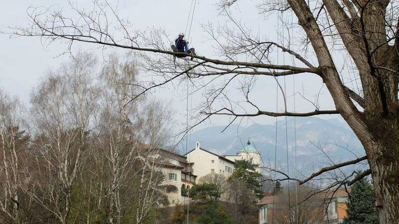 SETTEMBRE Corso di tree climbing: formazione e sicurezza per lavori in quota su alberi 