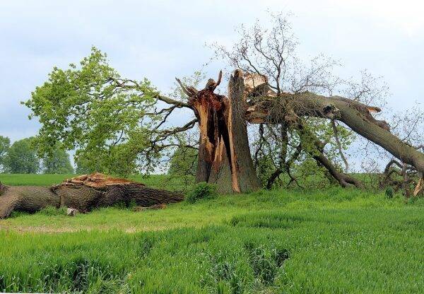 Valutazione Stabilità degli Alberi: teoria ed esperienze pratiche